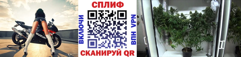 это клад Салехард Шишки марихуана индика